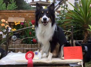 11745505_866078326841742_2222741837801488973_n