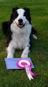 Merlin 5th Petersfield 2016