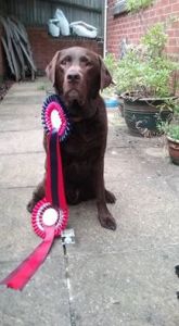 ann-vinnie-agility-nedlo-wins-sept-2016