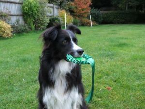 flos-4th-in-novice-east-grinstead